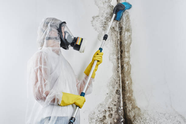 Best DIY Mold Remediation Support Services in Haworth, NJ