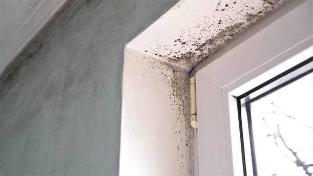 Best Emergency Mold Remediation in Haworth, NJ