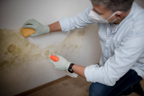 Haworth, NJ Mold Removal Pros