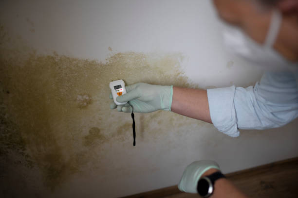 Best Bathroom Mold Remediation in Haworth, NJ