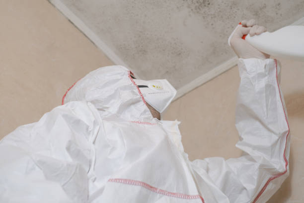 Best Kitchen Mold Remediation in Haworth, NJ