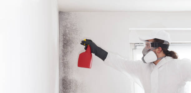 Best Commercial Mold Remediation in Haworth, NJ