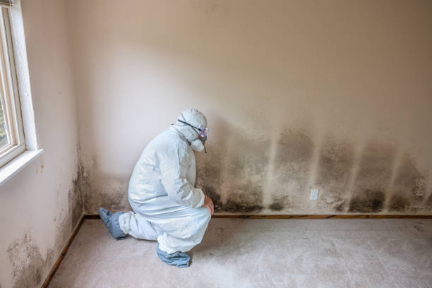 Best Attic Mold Remediation in Haworth, NJ