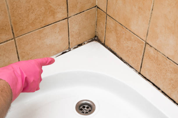 Best Residential Mold Remediation in Haworth, NJ