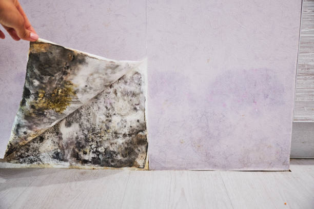 Reliable Haworth, NJ Mold Remediation Solutions